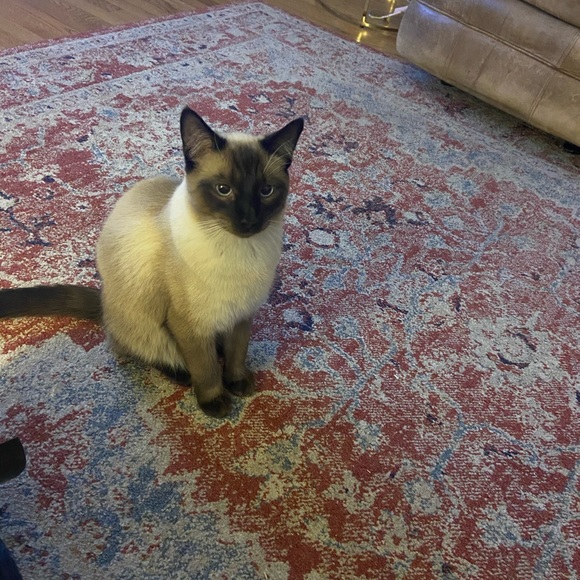 Meet your Posher, Morgan - Picture 3 of 3